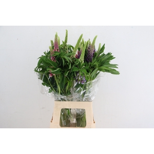 LUPINUS XL