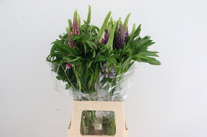 <h4>LUPINUS XL</h4>