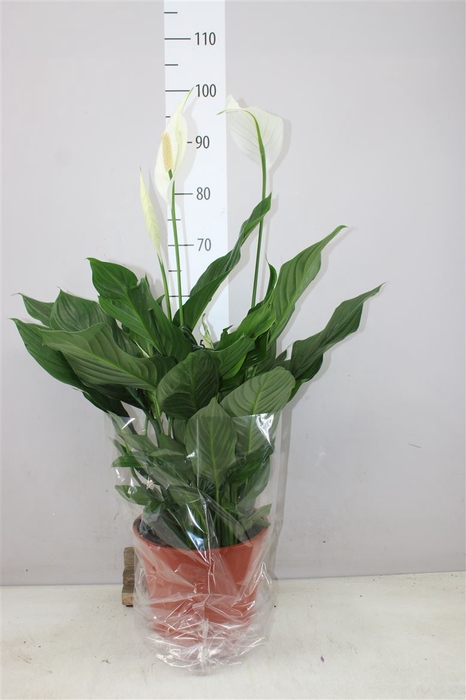<h4>Spathiphyllum Sweet Silvana</h4>
