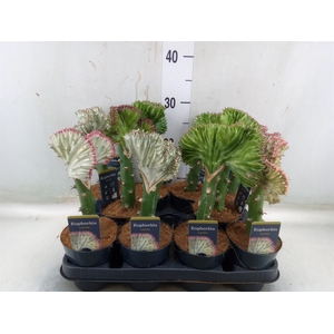 Euphorbia lactea 'Cristata'