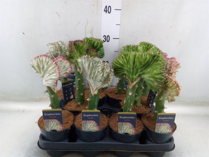 <h4>Euphorbia lactea 'Cristata'</h4>