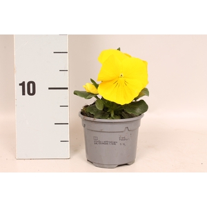 Viola wittrockiana F1 Yellow