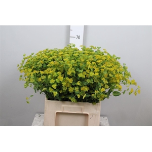 Bupleurum Rotundifol