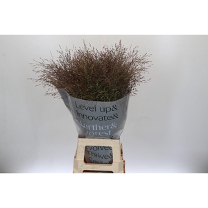 Panicum Virgatum Warrior