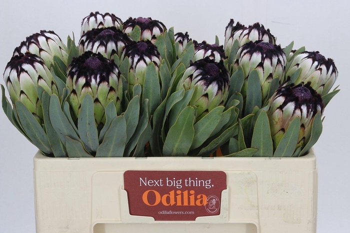 <h4>Protea Niobe</h4>