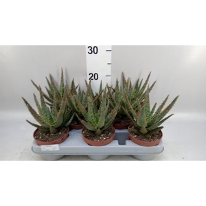 Aloe   ...