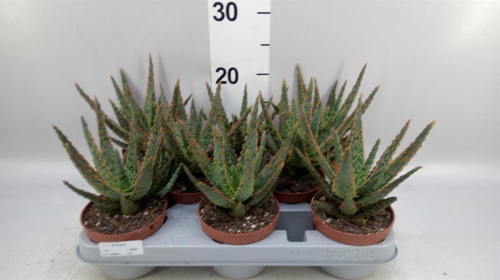 <h4>Aloe   ...</h4>