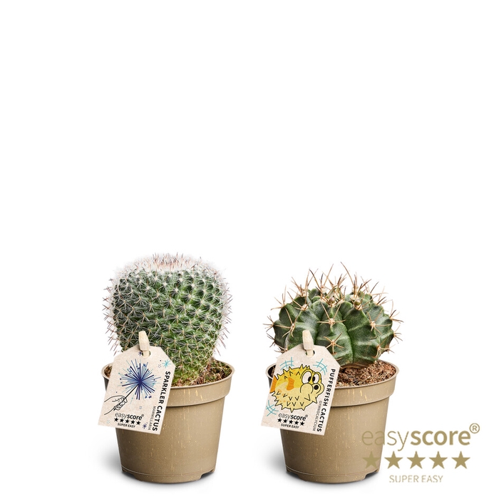 <h4>Cactus Mix (x20)</h4>