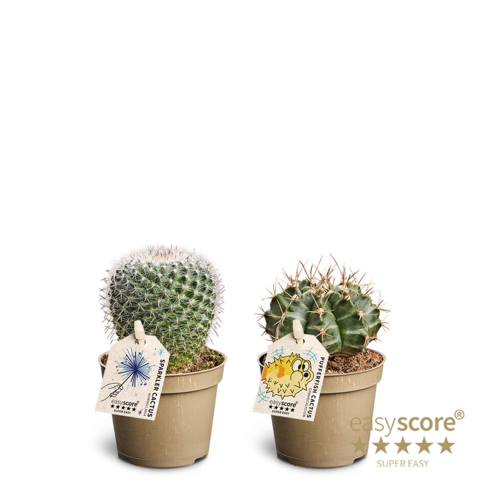 Cactus Mix (x20)
