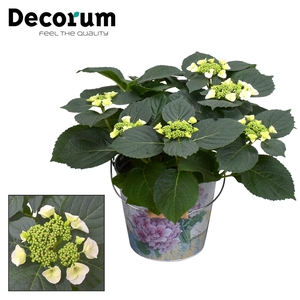 Hydrangea Teller Benxi (wit) 7 - 12 kop in Bucket (Decorum)