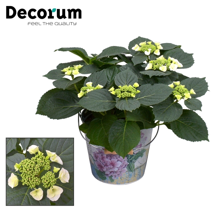 <h4>Hydrangea Teller Benxi (wit) 7 - 12 kop in Bucket (Decorum)</h4>