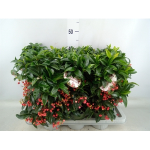 Ardisia crenata 'Bos Premium'