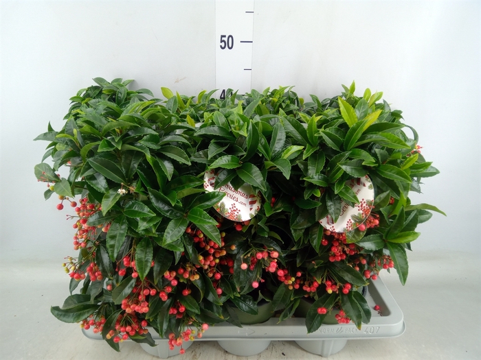 <h4>Ardisia crenata 'Bos Premium'</h4>