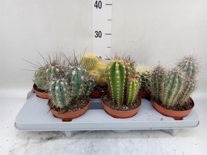 <h4>Cactus ...mix</h4>