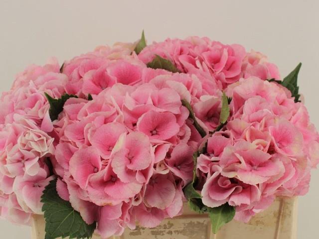 <h4>HYDR M ROYAL LOVE</h4>