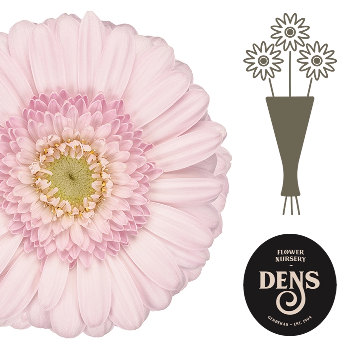 <h4>Germini Bridal Kimsey Water</h4>