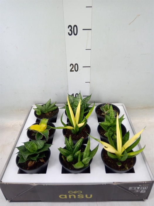 <h4>Sansevieria   ...</h4>