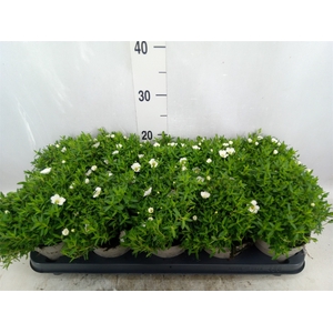 Arenaria  'Summer White'