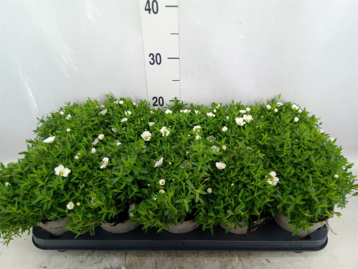 <h4>Arenaria  'Summer White'</h4>