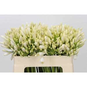 Agapanthus Gletsjer