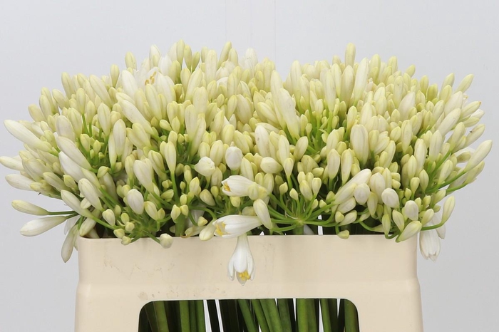 <h4>Agapanthus Gletsjer</h4>