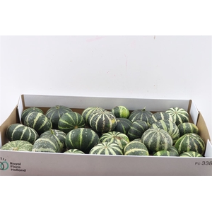 Sier Cuc P Flat Striped X30