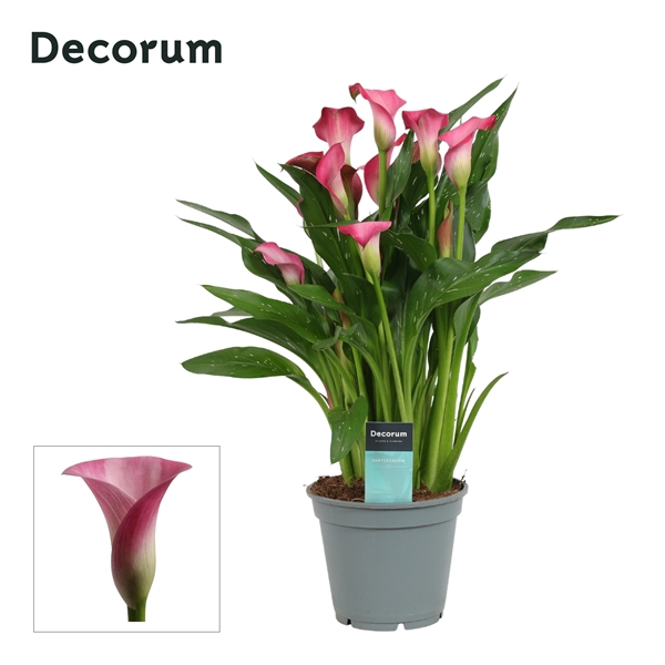 Zantedeschia Roze (Decorum)