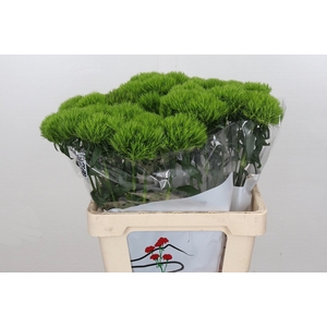 Dianthus Br Kiwi Mellow 60cm