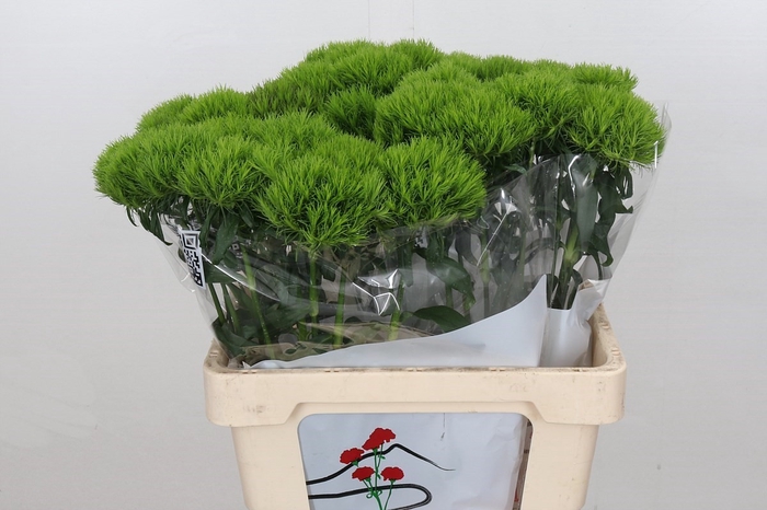 Dianthus Br Kiwi Mellow 55cm