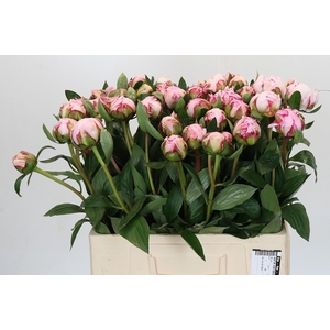 Paeonia Sarah Bernhardt