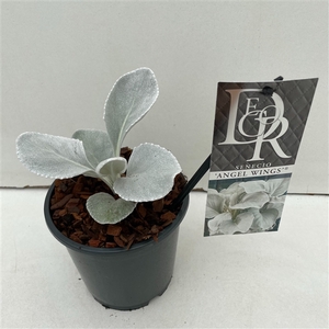 Senecio 'Angel Wings'