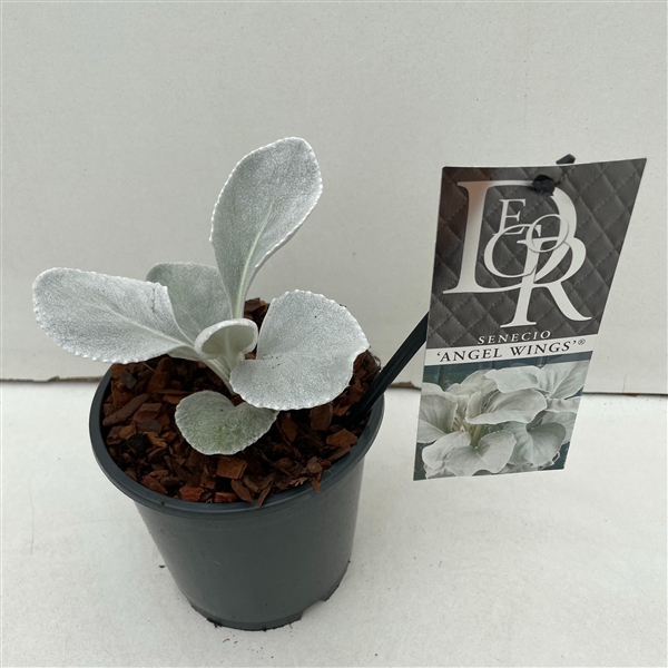 Senecio 'Angel Wings'