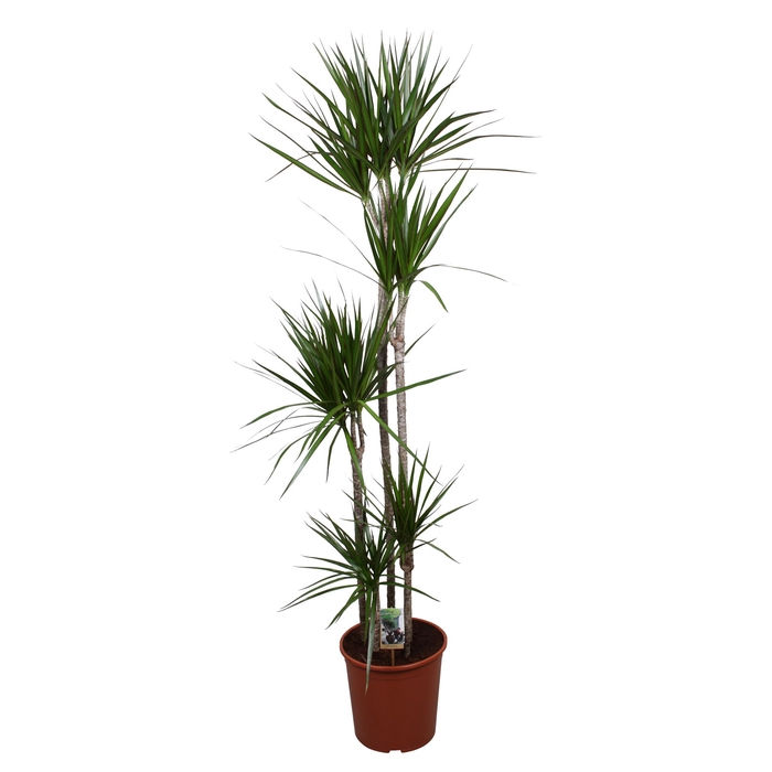 <h4>Dracaena marg.</h4>