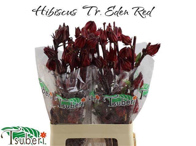 Hibiscus Eden Red