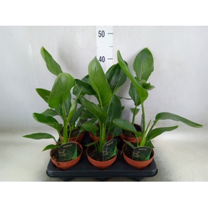 Strelitzia reg.   ...no flowers