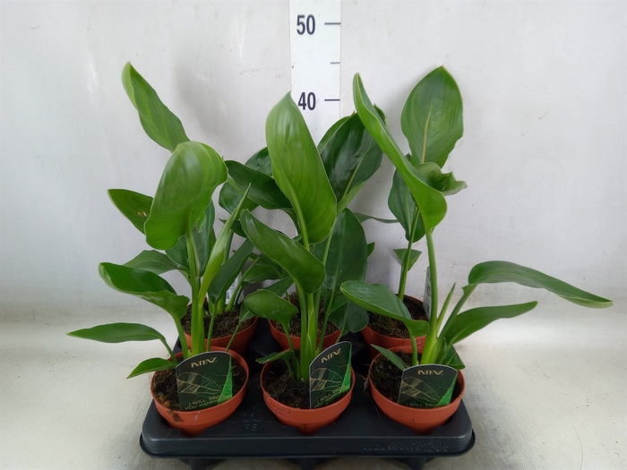 <h4>Strelitzia reg.   ...no flowers</h4>