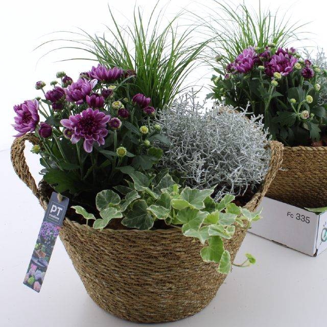 <h4>ARR TUINPLANTEN</h4>