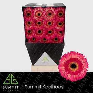 Gerbera Hippie chic Diamond per kaart