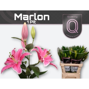 LI OR MARLON 1pit