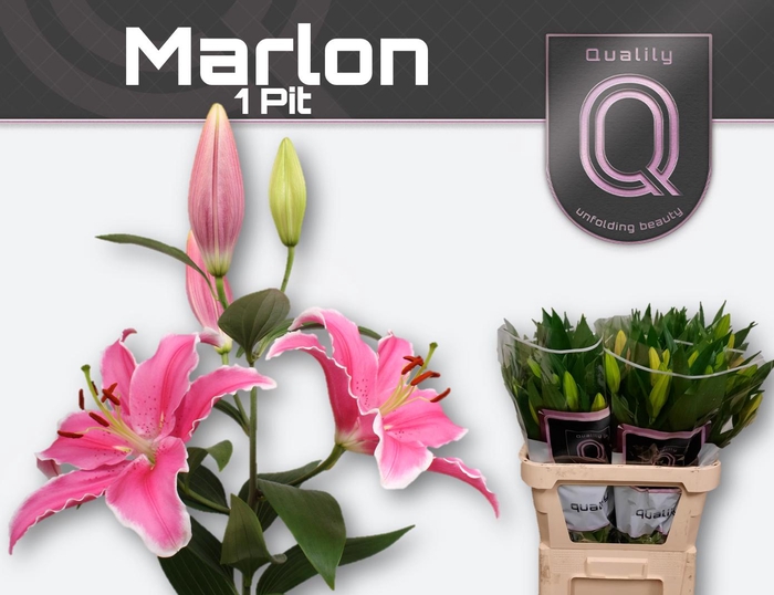 <h4>LI OR MARLON 1pit</h4>