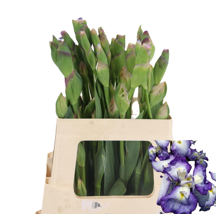 <h4>IRIS BOTANIC BLUE 060CM 65GR</h4>