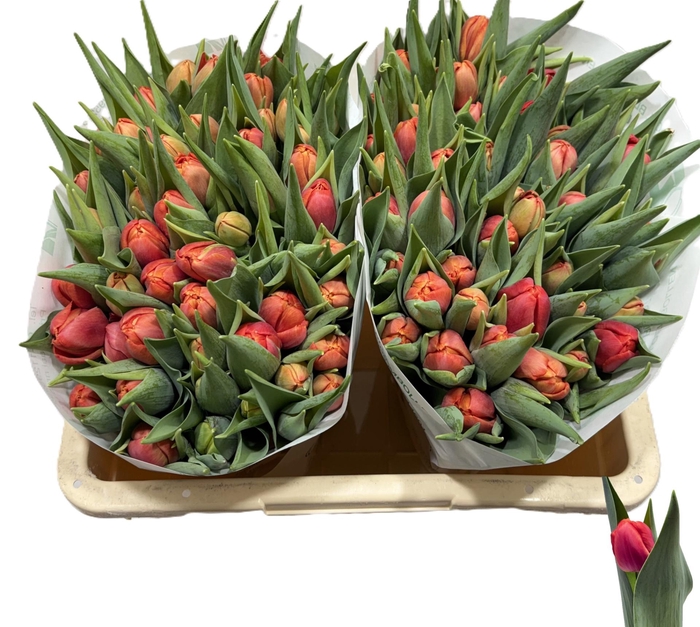 <h4>TU DU CORAL SUNSET</h4>