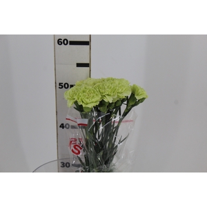 CRAVO GREENSHOT 050 CM