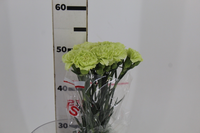 CRAVO GREENSHOT 050 CM