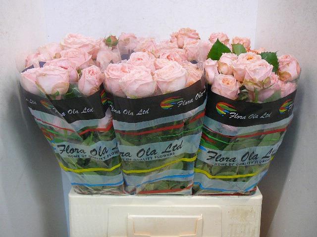 <h4>R TR GEORGIA PEACH</h4>