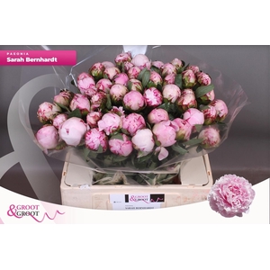 PAEO L SARA BERNHARD