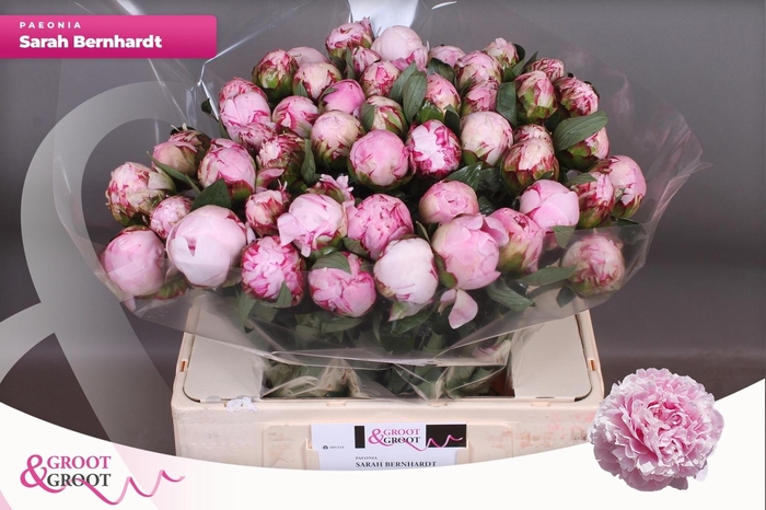 <h4>PAEO L SARA BERNHARD</h4>