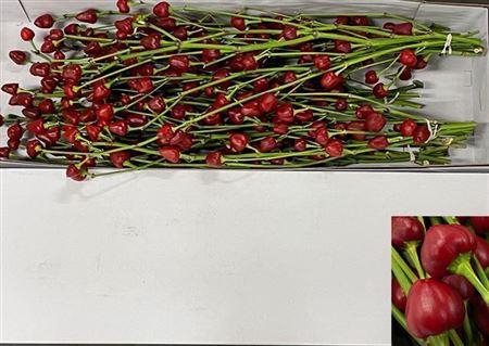 Capsicum Rood Bs