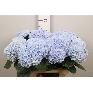 Hydr M Mag Pi Floy B