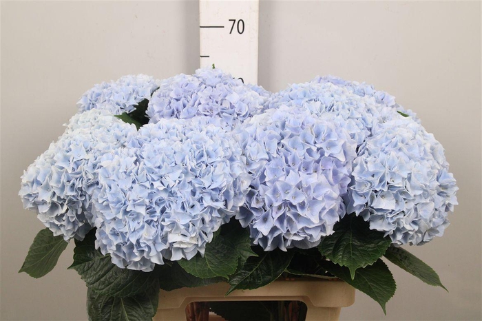 <h4>Hydr M Mag Pi Floy B</h4>